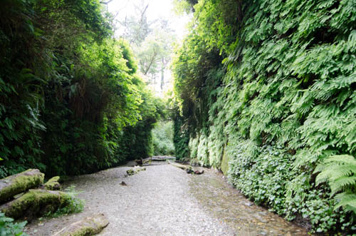 Fern Canyon