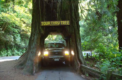 Klamath Tour Thru Tree