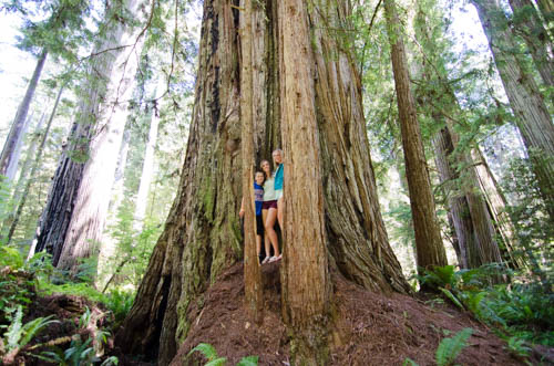 Jedediah Smith Redwood State Park