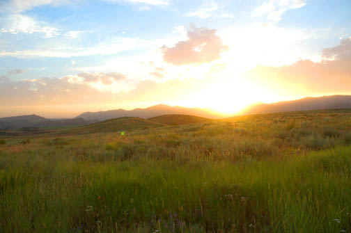 Sunrise FortRunning Bear