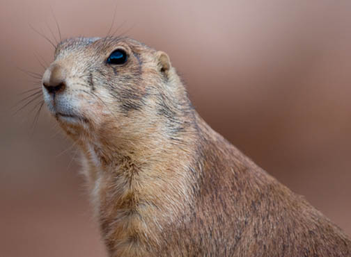 Groundhog