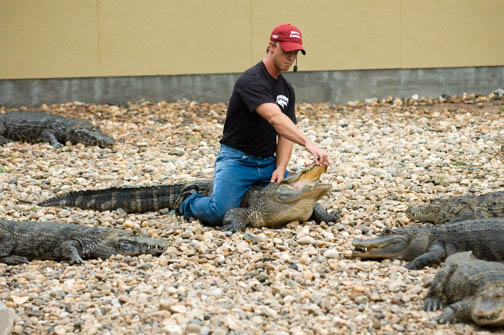 Alligator Wrestling Retile Gardens