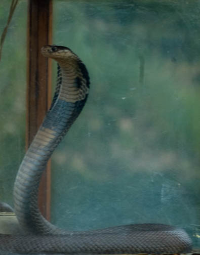 Retile Gardens King Cobra