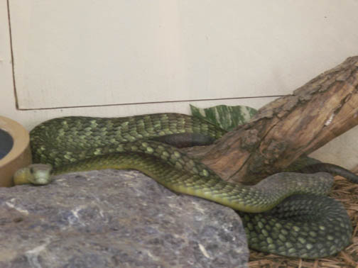 Green Mamba