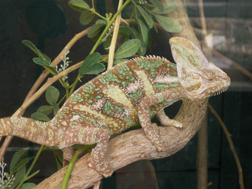 Reptile Gardens Camelion