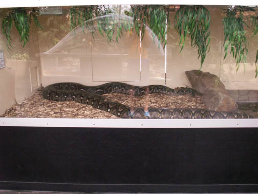 Reptile Gardens Boa