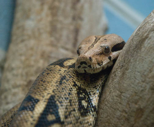 Reptile Gardens Boa