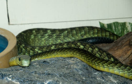Reptile Gardens Green Mamba