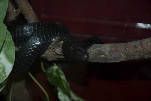 Reptile Gardens Black Mamba