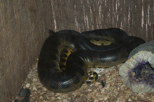 Reptile Gardens Boa