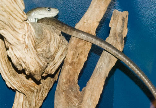 Reptile Gardens Black Mamba