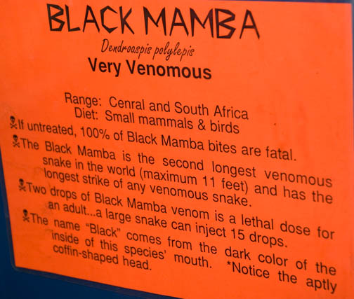 Reptile Gardens Black Mamba