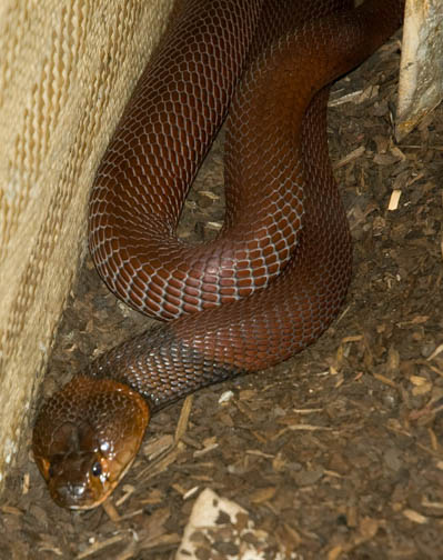 Reptile Gardens Red Spitting Cobra