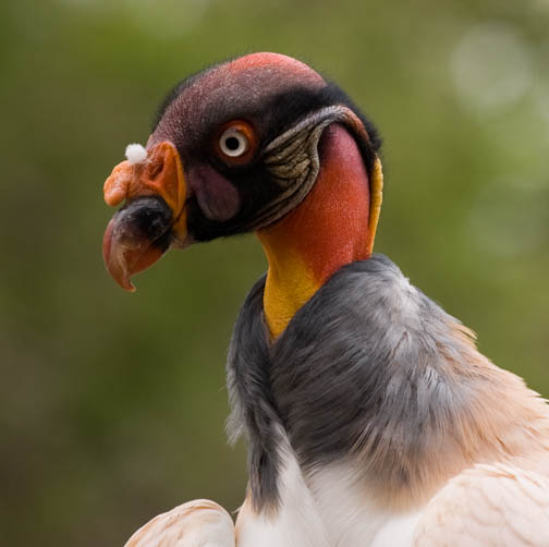 Reptile Gardens King Vulture