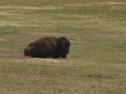 Custer State Park Buffalo