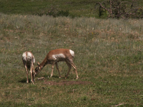 Custer State Park Antelope
