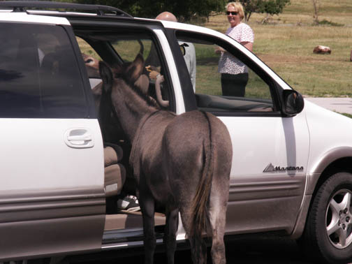 Custer State Park Burros