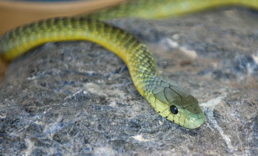 Reptile Gardens Green Mamba