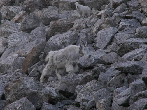 Mount Rushmore National Memorial Mountain Sheep