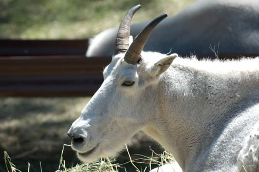 Bear Country USA Mountain Goat