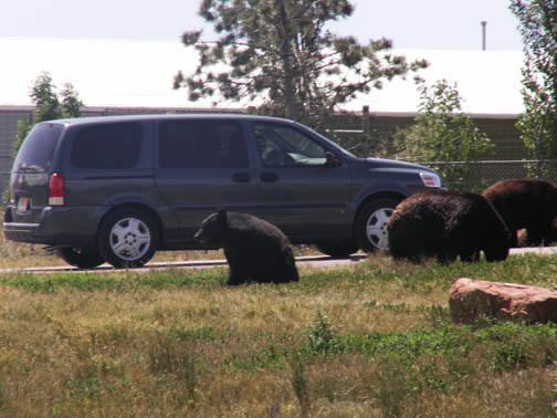 Bear Country USA Brown Bear