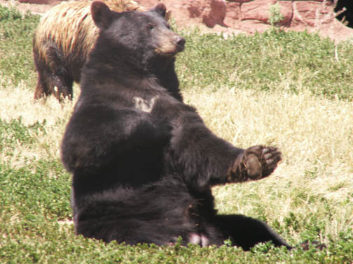 Bear Country USA Grizzly Bear
