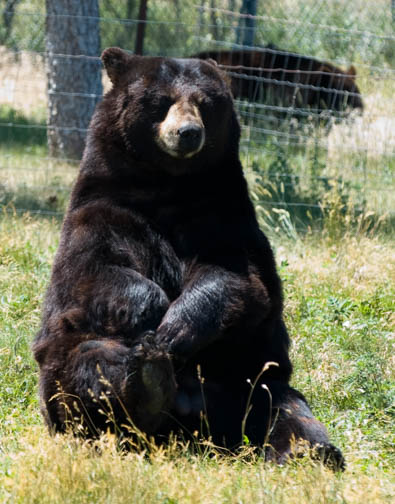 Bear Country USA Brown Bear