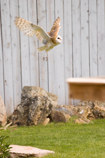 Retile Gardens Owl