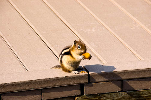 Squirrel