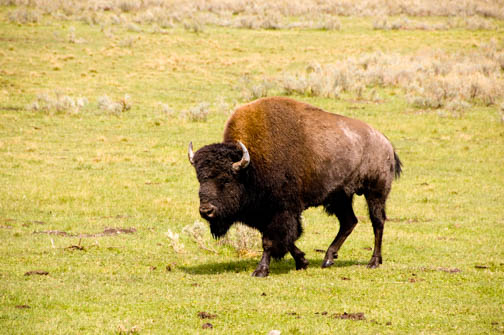 Buffalo