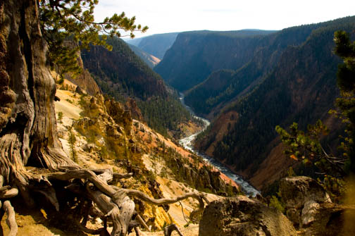 Grandcanyon of Yellowstone