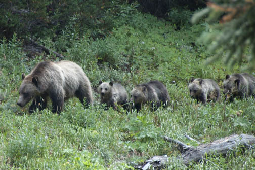 Grizzly Bear and Cubs