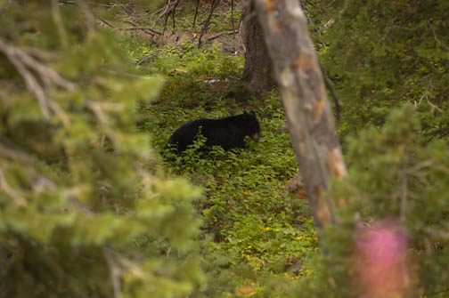 Black Bear