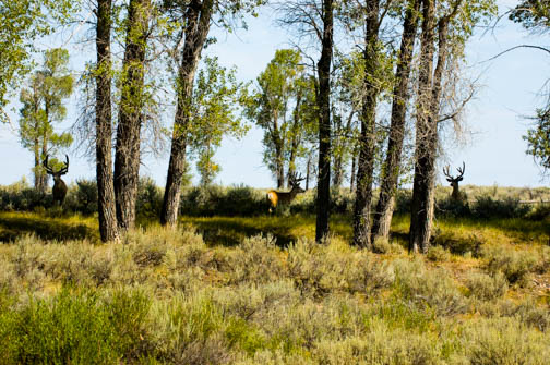 Buck Deer