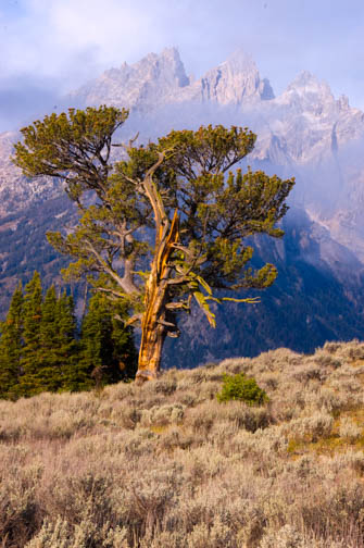 Tetons